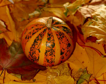 Pumpkin №35268