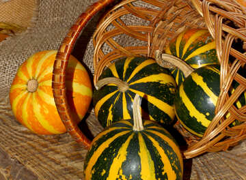Colorful pumpkins №35150