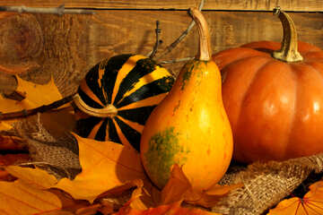 Pumpkin on fallen leaves №35398