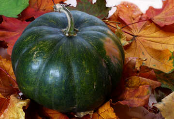 Green pumpkin with fallen leaves №35119