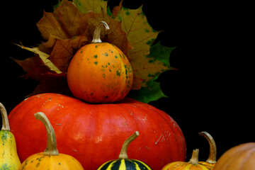 Pumpkin on dark background №35132