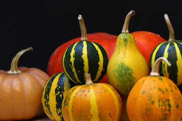 Different pumpkins №35122