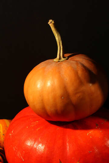 Pumpkin №35336