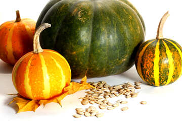 Varieties of pumpkin №35549