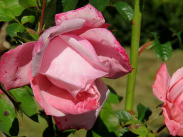 Garden rose №35968