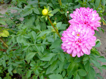 Flores del jardín №35940