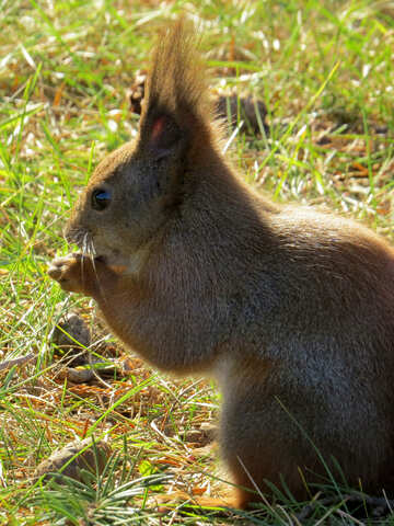 Squirrel  №35689
