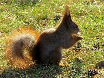 Animal Squirrel  №35691