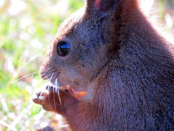 Muzzle Squirrel  №35688
