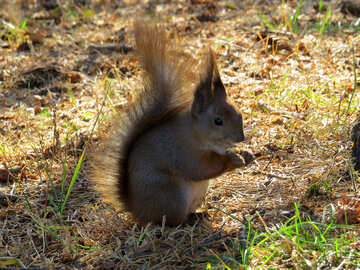 Squirrel and nut №35675