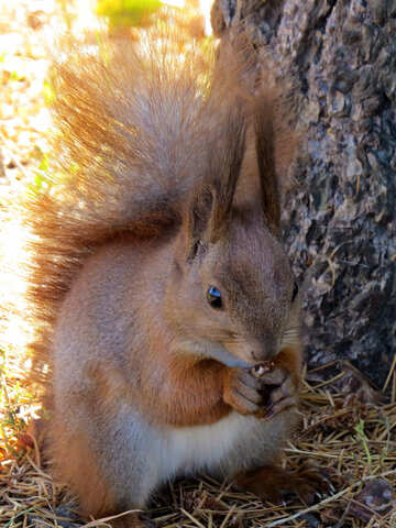 Ears Squirrel  №35678