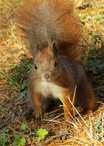 Ears Squirrel  №35731