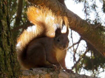 Furry squirrel №35684