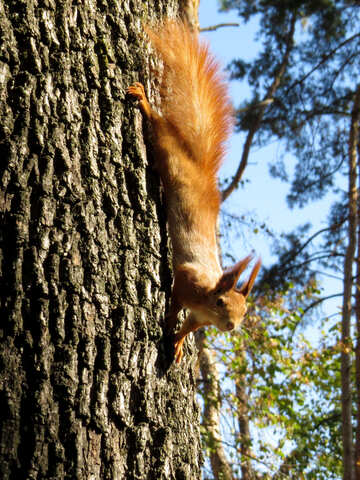Eichhörnchen auf dem Baum №35711