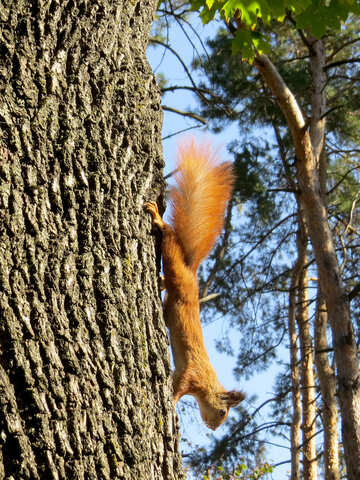 Eichhörnchen auf dem Baum №35721