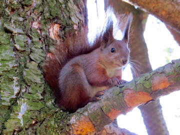 Écureuil dans l`arbre №35729