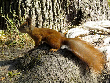 Ein Eichhörnchen auf der Suche nach Walnut №35717