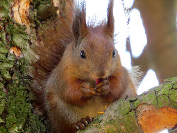 Paws Squirrel  №35726