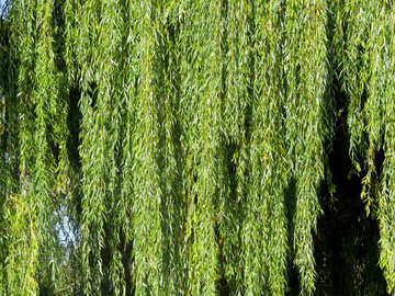Willow branch