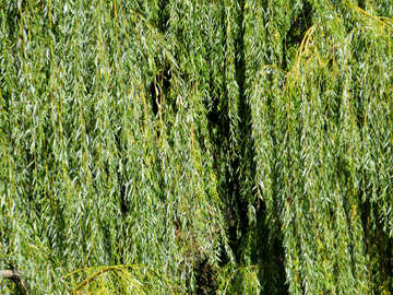 Willow leaves №35957