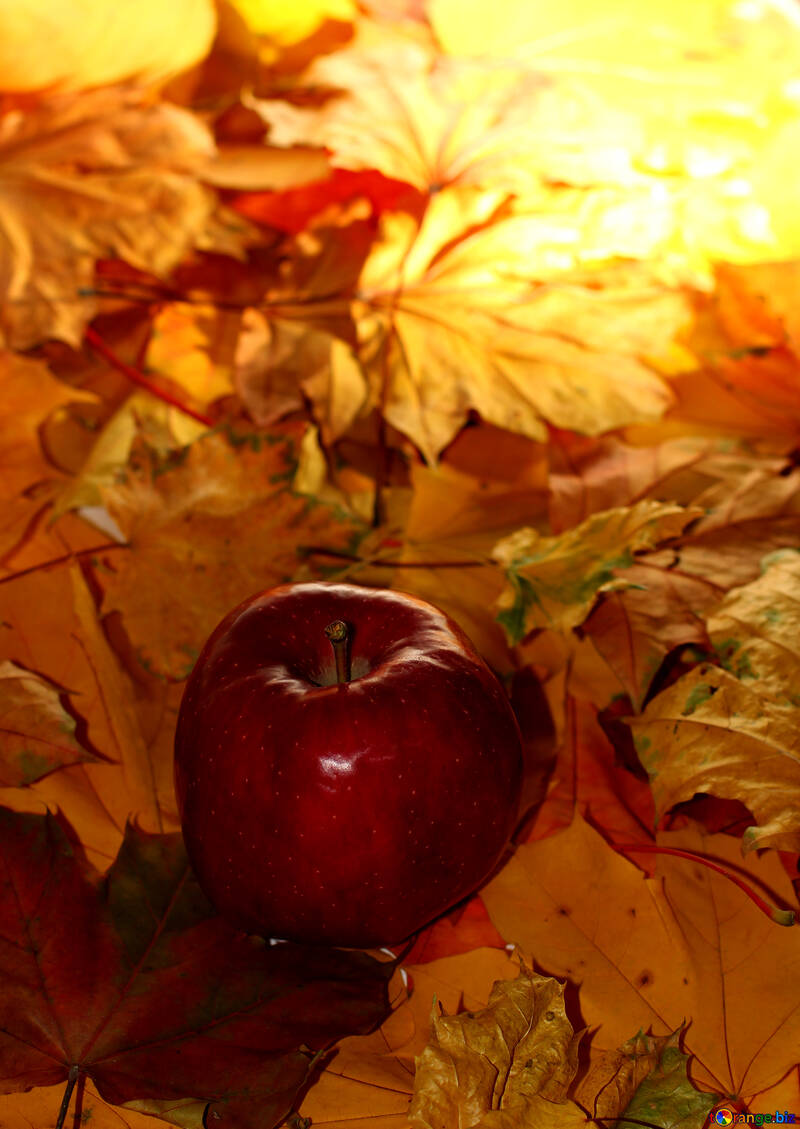 Apple on autumn leaves №35266