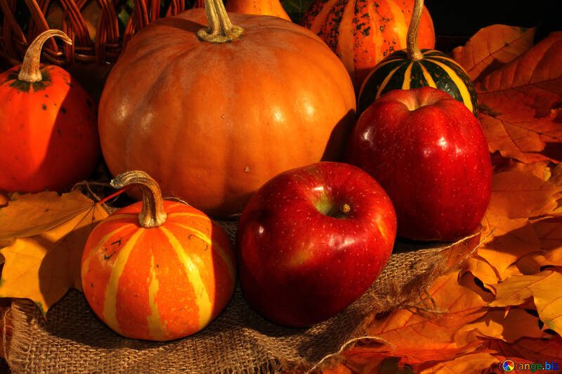 Apples and pumpkins №35323