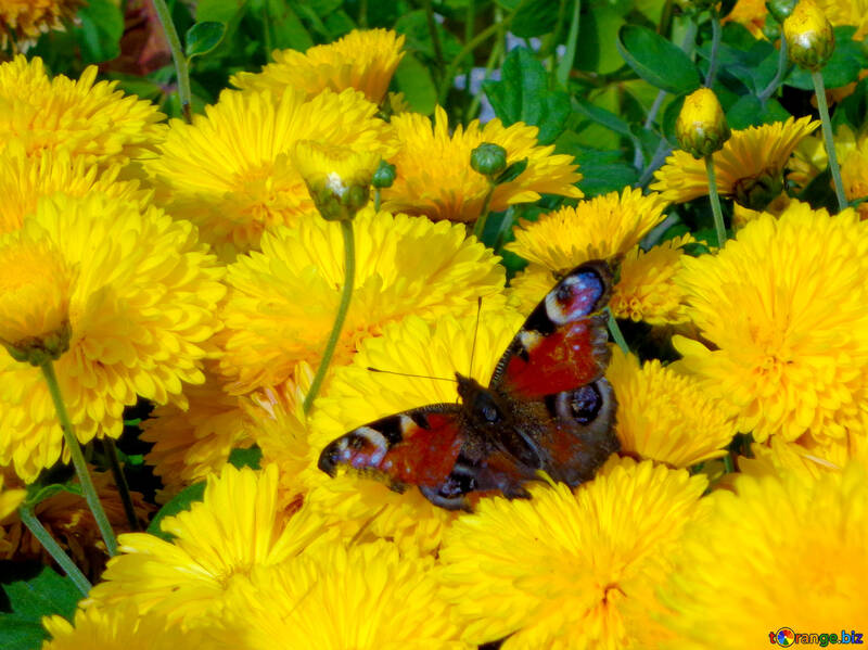 Papillon sur Daisy №35927