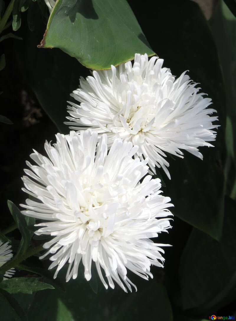 Two white Aster №35821