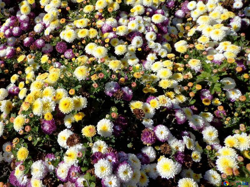 Різнокольорові квіти №35860
