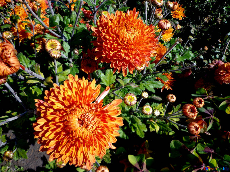 Flower brick color №35871