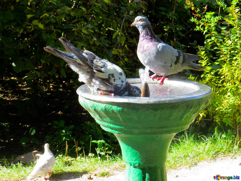 Pigeons drink water from fountain №35998
