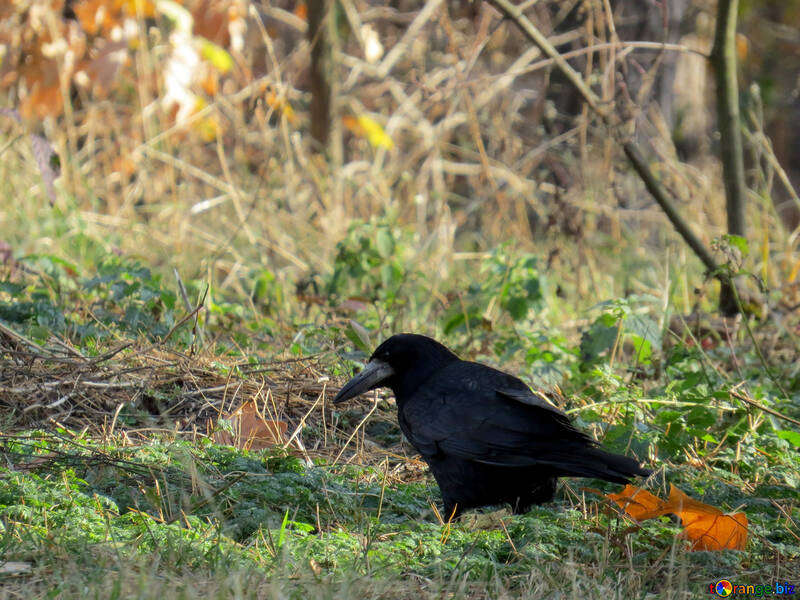 Pájaro negro №35700