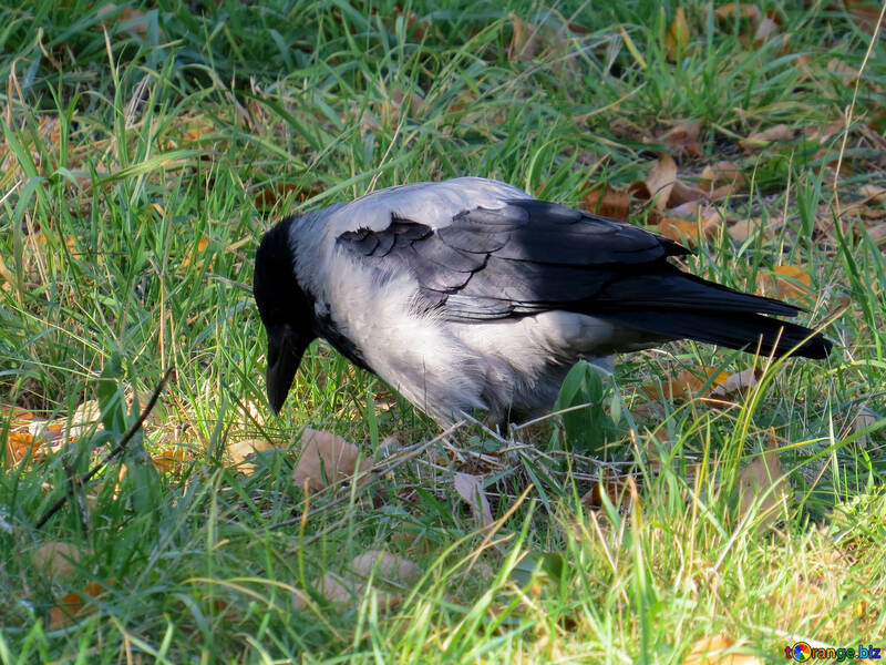Um corvo na grama №35697