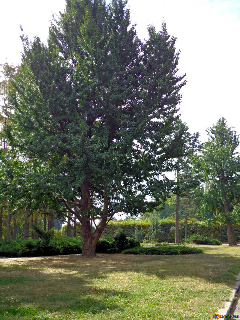 Más alto árbol en el parque de la ciudad №35898