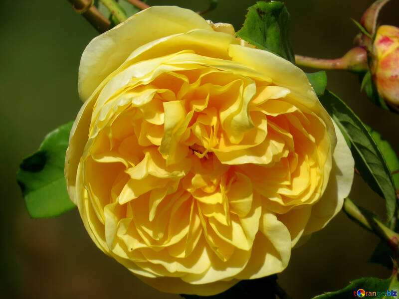 黄色い花バラ №35973