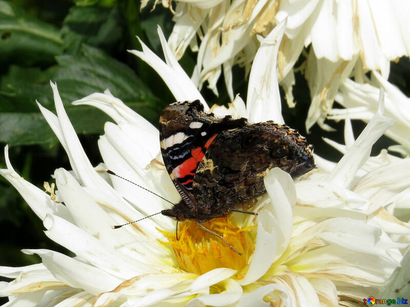 Butterfly in flower №35824