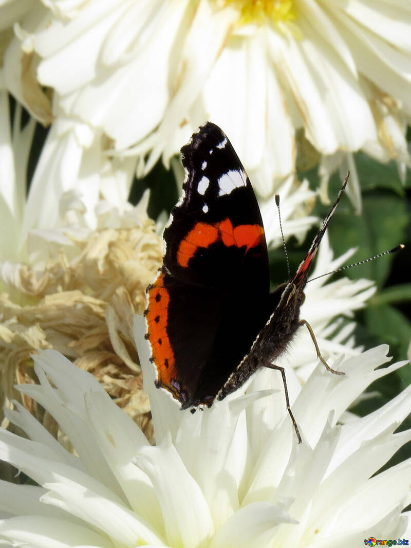 Mariposa en flor №35828