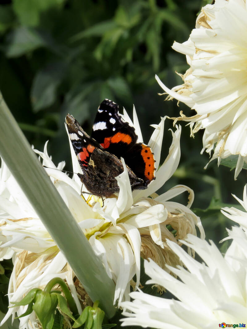Butterfly sits on flower №35825