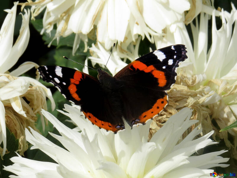 Schmetterling auf Blume №35826