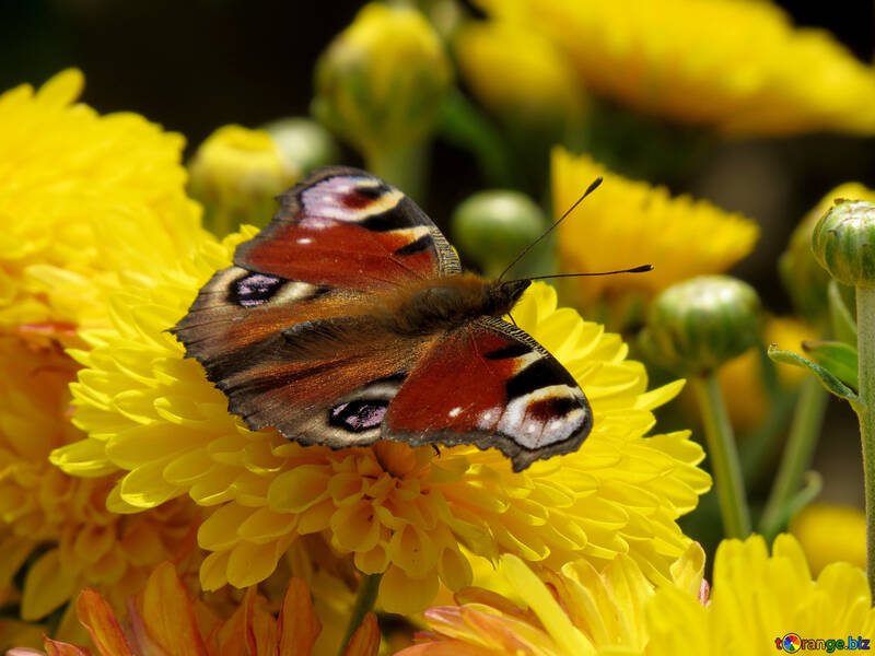 Картинка з красивим метеликом №35839
