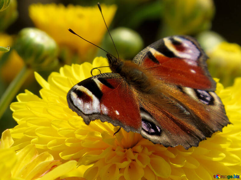 Метелик павине око №35838