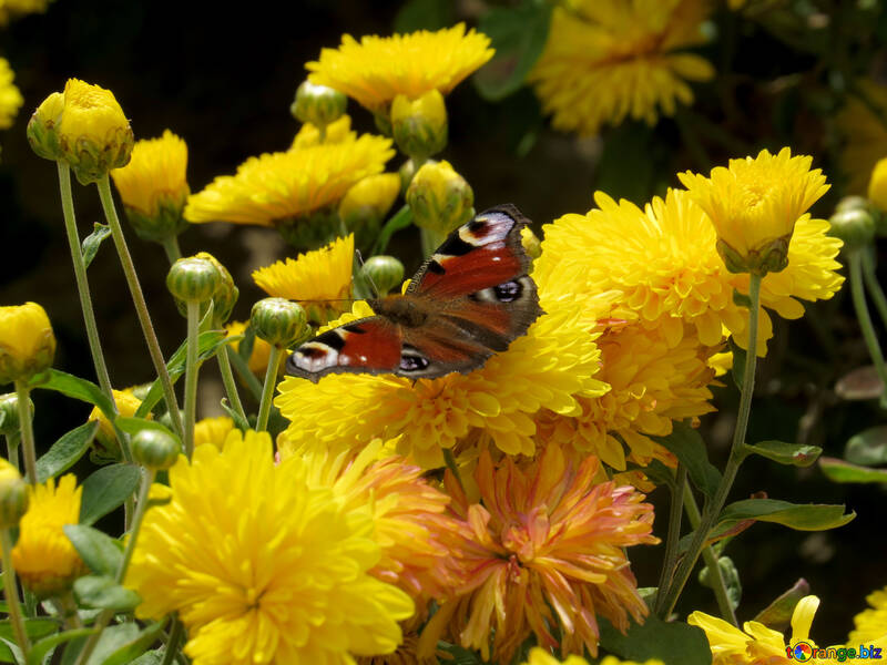 Wunderschönen Schmetterling №35835