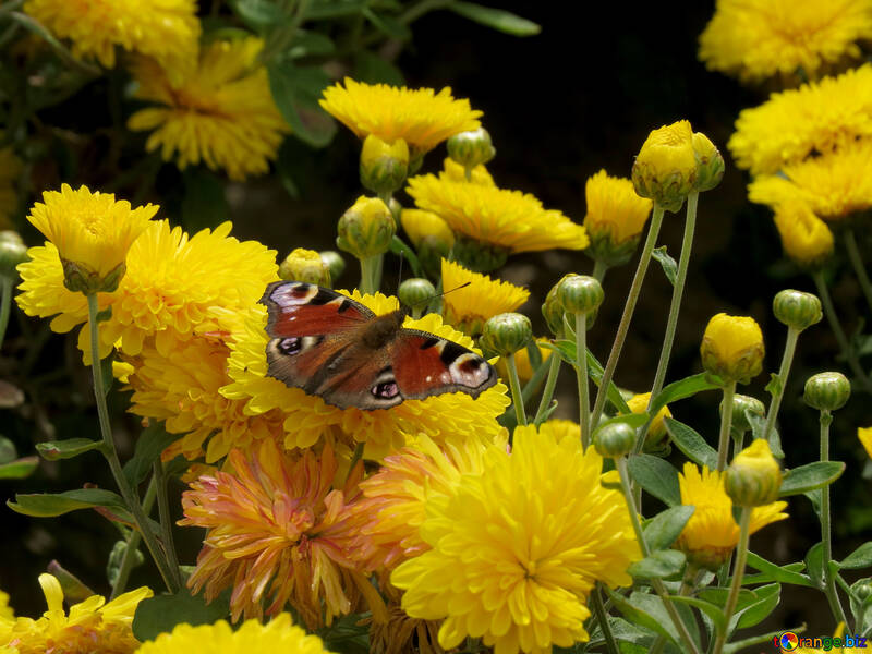 Schöne Schmetterling auf den Blumen №35846