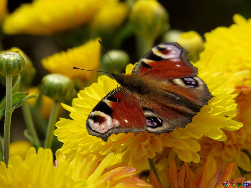 Una hermosa foto con mariposa №35844