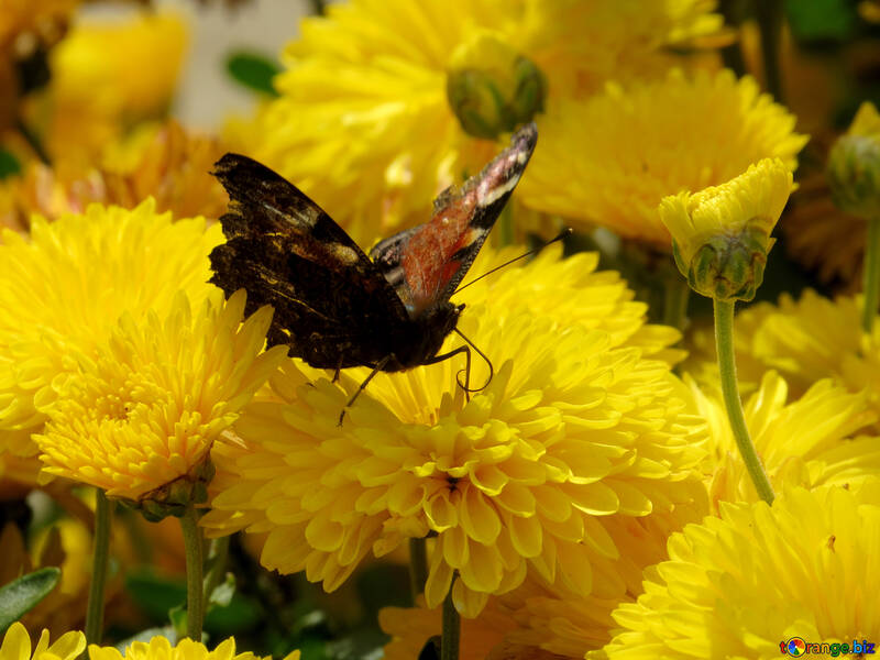 Papillon buvant le nectar №35833
