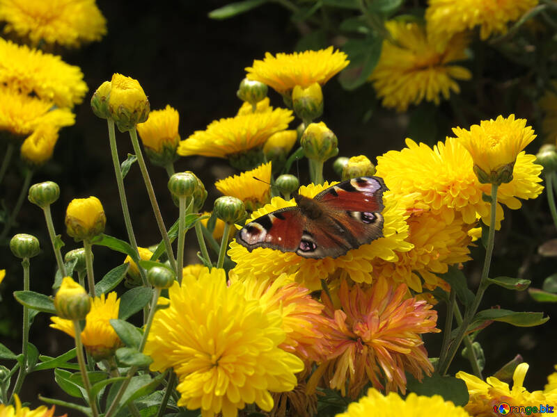 Blumen mit Schmetterling №35845