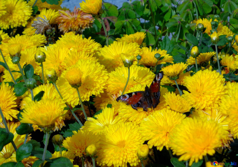 Квіти з метеликом №35925