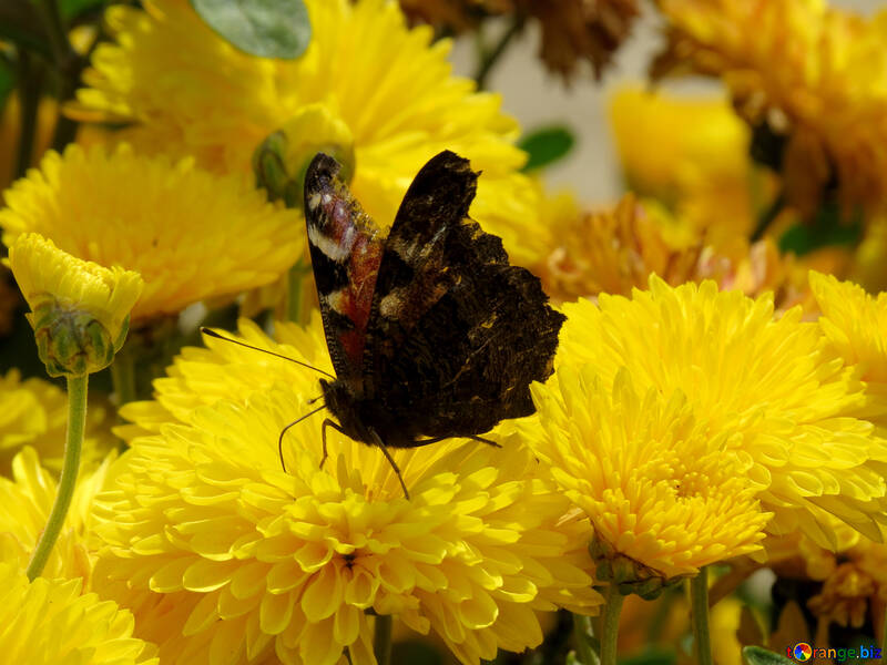 Papillon se promène en fleur №35834