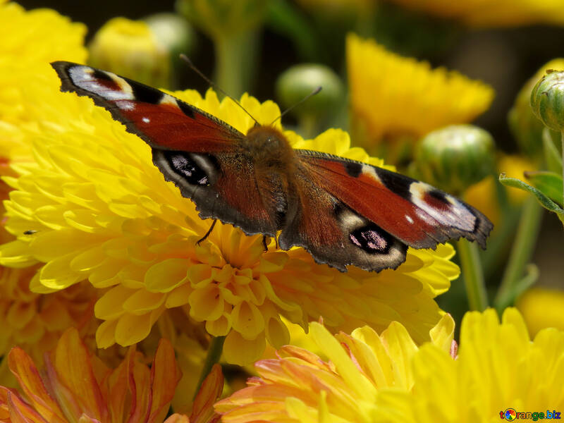 Papillon sur fleur jaune №35843