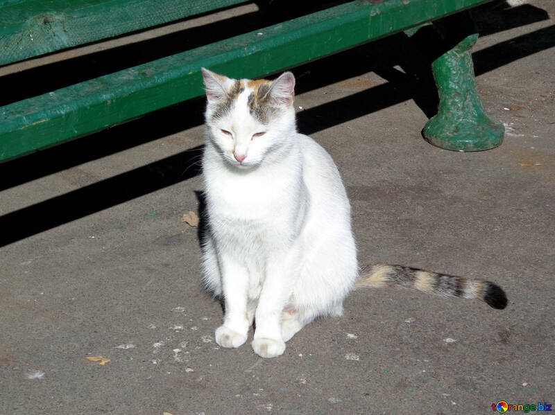 White cat with striped tail №35857